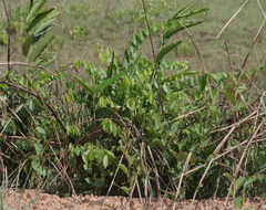 Aframomum alboviolaceum