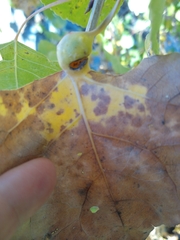 Pemphigus obesinymphae