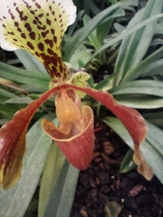 Paphiopedilum