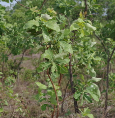 Terminalia brachystemma