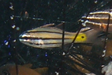 Dog-toothed Cardinalfish