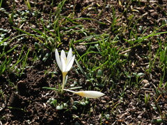 Crocus ochroleucus