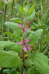 Stachys mexicana