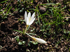 Crocus ochroleucus