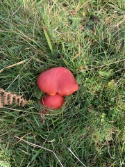 Hygrocybe splendidissima