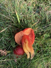 Hygrocybe splendidissima