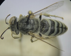 Bembix