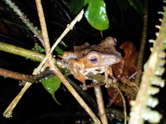 Polypedates pseudotilophus