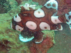 Plectorhinchus chaetodonoides