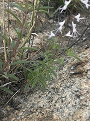 Syncolostemon canescens