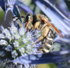 Andrena prunorum