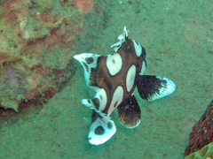 Plectorhinchus chaetodonoides