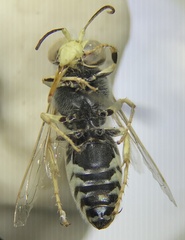 Bembix