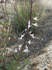 Syncolostemon canescens