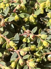 Euphorbia ocellata ocellata