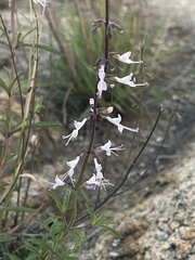 Syncolostemon canescens