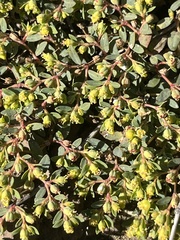 Euphorbia ocellata ocellata