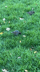 Sturnus vulgaris