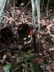 Heliconius erato amalfreda