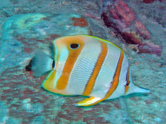 Chelmon rostratus