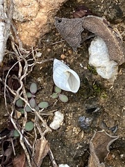 Bulimulus bonariensis