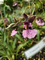 Caucaea