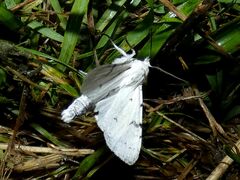 Acronicta leporina