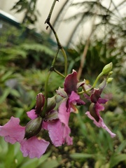 Caucaea