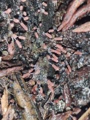 Stemonitopsis typhina