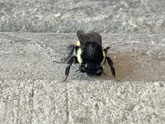 Bombus ephippiatus