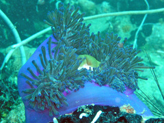 Heteractis magnifica