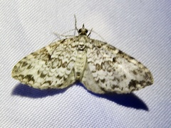 Larentiinae