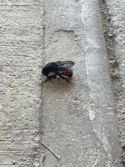 Bombus ephippiatus