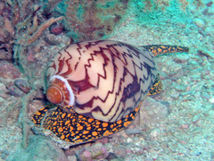 Cymbiola nobilis