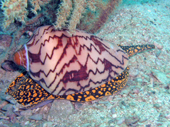 Cymbiola nobilis