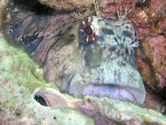 Blenniidae