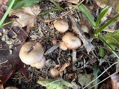 Tubaria furfuracea