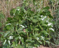 Brachystegia spiciformis