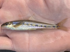 Erimystax dissimilis