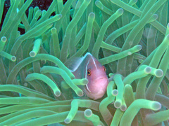 Amphiprion perideraion