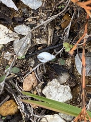 Succinea floridana