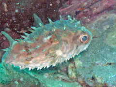 Cyclichthys orbicularis