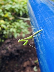 Miomantis caffra