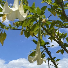 Brugmansia aurea