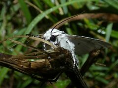 Acronicta leporina