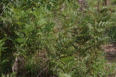 Pteridium centrali-africanum