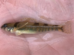 Etheostoma variatum