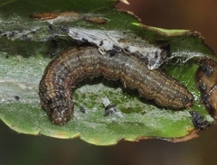 Phycita diaphana