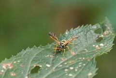 Tenthredo scrophulariae