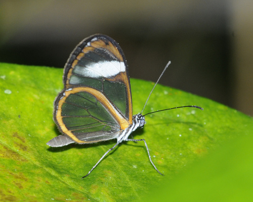 Pteronymia alissa